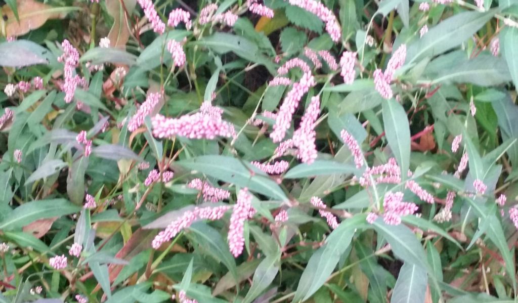 Tamarix gallica?  No!!   Persicaria sp. (Polygonaceae)